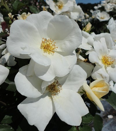 Rose White Knock Out®